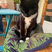 Fifine a rejoint le concours — aidez-le/la à gagner de superbes lots ! cat, black_and_white_cat, chair, cushion, tropical_pattern, wooden_chair, person, table, blue_table, indoor, home, pet, animal, feline, seated_cat, looking_down, plant, casual, relaxed, cozy