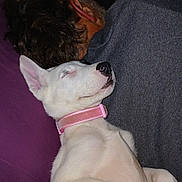 Neela Kay is registered to the contest to win money with this photo: close_up, collar, comfort, companion, cozy, dog, ear, face, fur, human, indoor, lying_down, person, pet, pink_collar, purple_background, relaxed, resting, sleeping, white_dog
