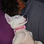 close_up, collar, comfort, companion, cozy, dog, ear, face, fur, human, indoor, lying_down, person, pet, pink_collar, purple_background, relaxed, resting, sleeping, white_dog