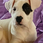 Neela Kay joined the competition — help win amazing prizes! puppy, dog, white_dog, black_patch, cute, pet, animal, lying_down, blanket, purple_blanket, fur, young_dog, indoors, relaxed, close_up, mammal, companion, domestic_animal, canine, soft_texture