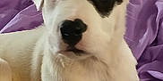 Neela Kay joined the competition — help win amazing prizes! animal, black_patch, blanket, canine, close_up, companion, cute, dog, domestic_animal, fur, indoors, lying_down, mammal, pet, puppy, purple_blanket, relaxed, soft_texture, white_dog, young_dog