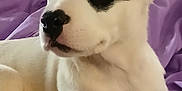 Neela Kay is registered to the contest to win money with this photo: puppy, dog, white_dog, black_patch, pet, animal, cute, young_dog, lying_down, indoor, blanket, purple, fur, ears, snout, nostrils, whiskers, closeup, portrait, relaxed