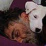 beard, black_patch, closeup, companion, cozy, cuddle, dog, face, friendship, fur, indoor, man, nap, pet, portrait, puppy, purple_bed, relaxation, resting, sleeping