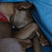 Nala is registered to the contest to win money with this photo: dog, sleeping, curled_up, blanket, blue_blanket, brown_fur, paws, bandana, resting, cozy, indoors, pet, canine, fur, animal, relaxing, close_up, snug, quiet, peaceful