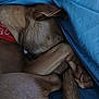 dog, sleeping, curled_up, blanket, blue_blanket, brown_fur, paws, bandana, resting, cozy, indoors, pet, canine, fur, animal, relaxing, close_up, snug, quiet, peaceful