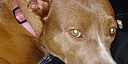 Nala is registered to the contest to win money with this photo: animal, brown_dog, canine, close_up, collar, dog, ears, eyes, face, fur, indoor, looking, nose, paw, pet, pink_collar, portrait, resting, snout, whiskers
