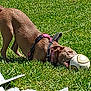 dog, grass, soccer_ball, outdoor, pet, playful, harness, animal, greenery, sunlight, chewing, canine, summer, fun, active, toy, nature, mammal, daytime, recreation