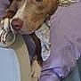 dog, bandana, bed, furniture, indoor, paw, brown_dog, white_paw, purple_bedspread, resting, closeup, pet, canine, domestic_animal, relaxed, looking_away, cozy, household, animal_portrait, companion
