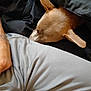 Nala is registered to the contest to win money with this photo: dog, blanket, resting, lap, person, pants, brown_dog, indoor, cozy, relaxation, closeup, casual, seated, fabric, comfort, pet, companion, home, soft, quiet