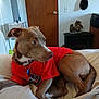 dog, brown_dog, red_shirt, bed, indoor, wooden_door, hat, decor, furniture, collar, pet, resting, domestic_animal, canine, comfortable, looking_away, curious, relaxed, home, animal
