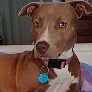 Nala is registered to the contest to win money with this photo: alert, animal, brown, canine, close_up, collar, companion, cute, dog, domestic, ears, fur, indoor, looking_away, pet, portrait, resting, soft_surface, tag, white