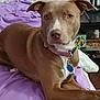 dog, brown_dog, pet, indoor, bed, purple_bedspread, collar, pet_tag, resting, canine, animal, furniture, shelf, household, looking, portrait, mammal, domestic_animal, relaxed, face