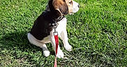 Ruby participe au concours pour gagner de l'argent avec cette photo : animal, beagle, canine, collar, cute, daytime, dog, domestic_animal, grass, greenery, leash, nature, outdoor, pet, puppy, side_view, sitting, small, sunlight, young