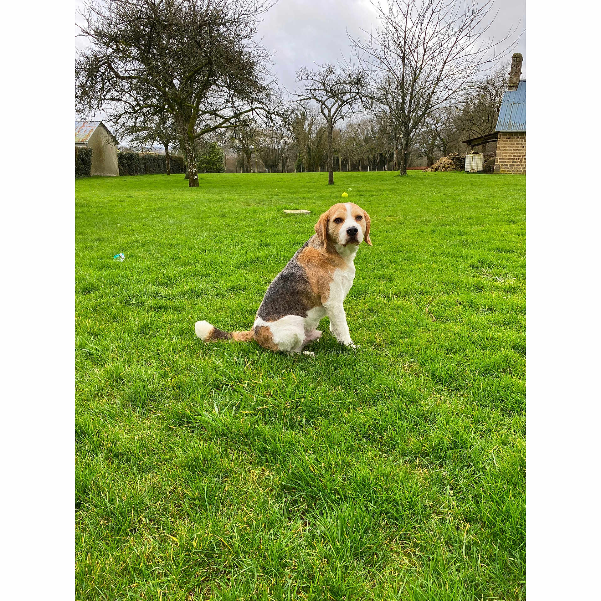 Ruby participe au concours pour gagner de l'argent avec cette photo : animal, bare_tree, beagle, calm, canine, cloudy_sky, dog, fence, field, grass, greenery, house, lawn, nature, outdoor, pet, quiet, rural, sitting, tree