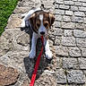 Ruby participe au concours pour gagner de l'argent avec cette photo : animal, brown_and_white, closeup, cobblestone, curious, dog, grass, leash, nature, outdoor, pavement, pet, puppy, red_leash, resting, small_dog, stone_ledge, sunlight, walking_path, young_dog