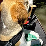 Ruby a rejoint le concours — aidez-le/la à gagner de superbes lots ! animal, back_view, beagle, boat, canine, companion, daylight, dog, ear, fur, green_pants, harness, lap, leisure, nature, outdoor, patterned_clothing, pet, sunlight, water