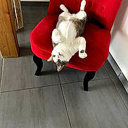 Scarlette participe au concours pour gagner de l'argent avec cette photo : black_legs, cat, cozy, curious, domestic_animal, feline, floor_tiles, furniture, gray_fur, green_eyes, home, indoor, pet, playful, red_chair, relaxed, resting, upside_down, white_fur, wooden_box