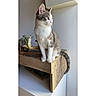Scarlette a rejoint le concours — aidez-le/la à gagner de superbes lots ! animal, cat, cozy, curious, decorative_scooter, domestic, feline, furniture, gray_and_white_fur, indoor, looking_away, natural_light, pet, plant_pot, potted_plant, side_view, table, tail, whiskers, wooden_shelf