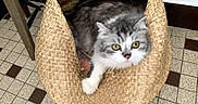 Jasmin participe au concours pour gagner de l'argent avec cette photo : animal, basket, cat, closeup, cozy, curious, feline, floor, gray_cat, household, indoor, pattern, pet, resting, table_leg, texture, tile_floor, white_cat, woven_basket, yellow_eyes