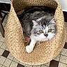 animal, basket, cat, closeup, cozy, curious, feline, floor, gray_cat, household, indoor, pattern, pet, resting, table_leg, texture, tile_floor, white_cat, woven_basket, yellow_eyes