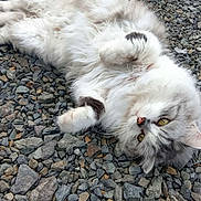 Jasmin participe au concours pour gagner de l'argent avec cette photo : animal, cat, closeup, cute, feline, fluffy_cat, gray_fur, lying_down, nature, outdoor, paw, pet, playful, portrait, relaxed, resting, rocks, whiskers, white_fur, yellow_eyes