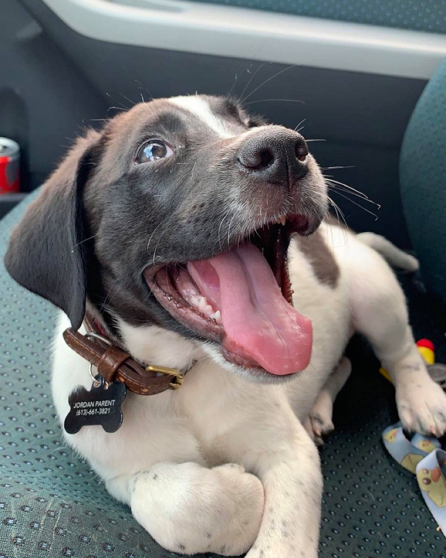 Chopper is registered to the contest to win money with this photo: canidae, car, carnivore, collar, companion_dog, dog, dog_breed, dog_collar, fang, fawn, fur, happy, jaw, paw, snout, sporting_group, whiskers, windshield, working_animal, yawn