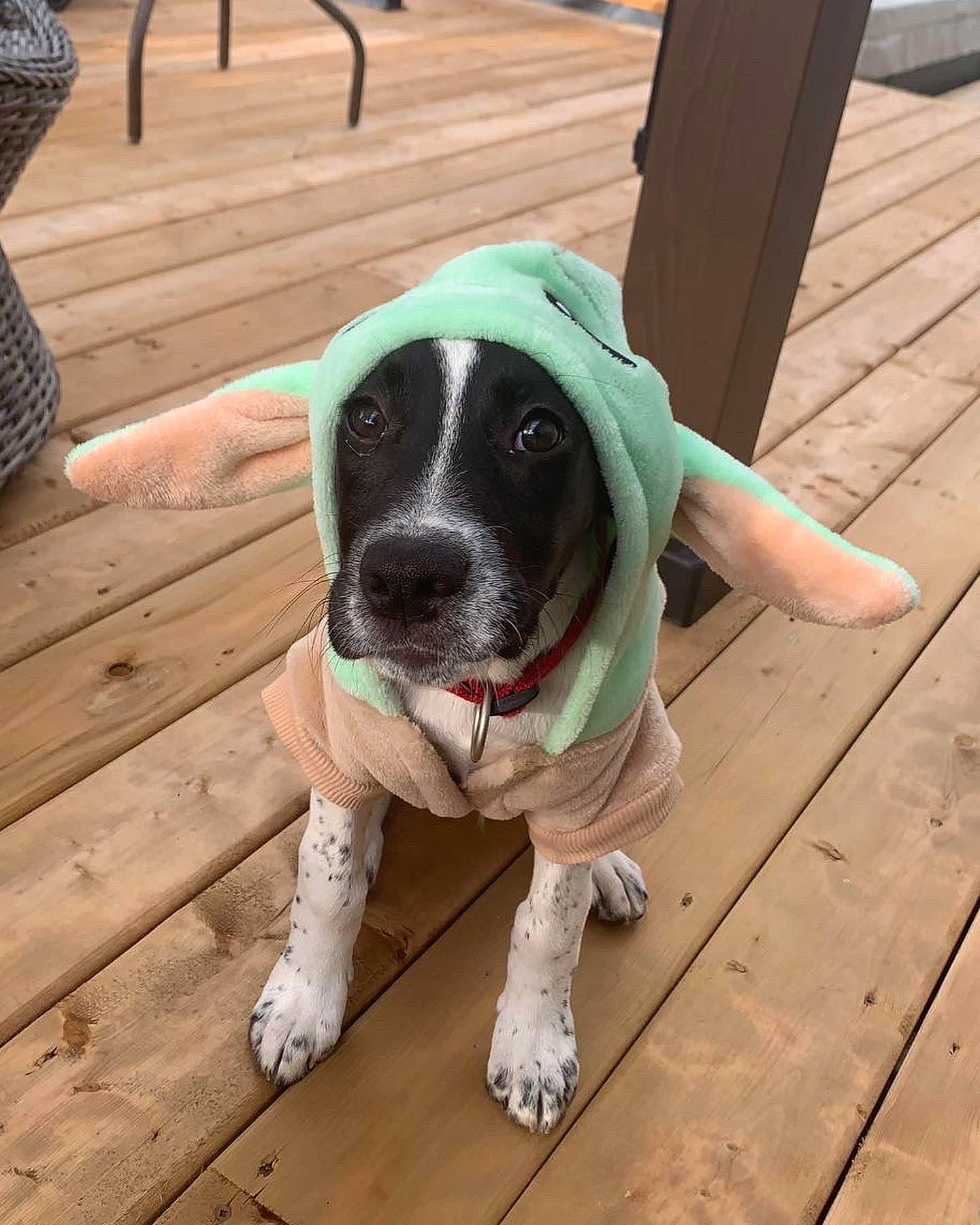 Chopper is registered to the contest to win money with this photo: canidae, carnivore, collar, companion_dog, dog, dog_breed, dog_collar, dog_supply, fawn, flooring, hardwood, leash, personal_protective_equipment, plank, snout, tail, varnish, wood, wood_stain, working_animal