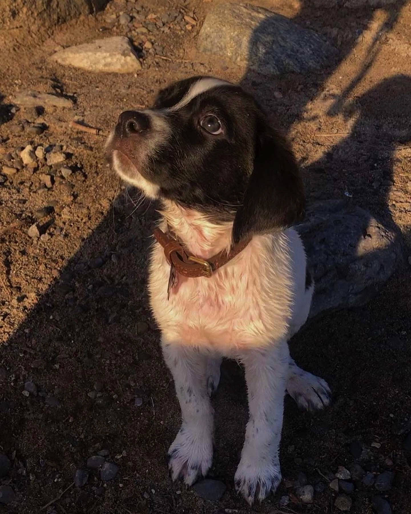 Chopper joined the competition — help win amazing prizes! art, canidae, carnivore, companion_dog, dog, dog_breed, dog_collar, fawn, fur, gun_dog, plant, road_surface, shadow, snout, soil, sporting_group, tail, tints_and_shades, whiskers, working_animal