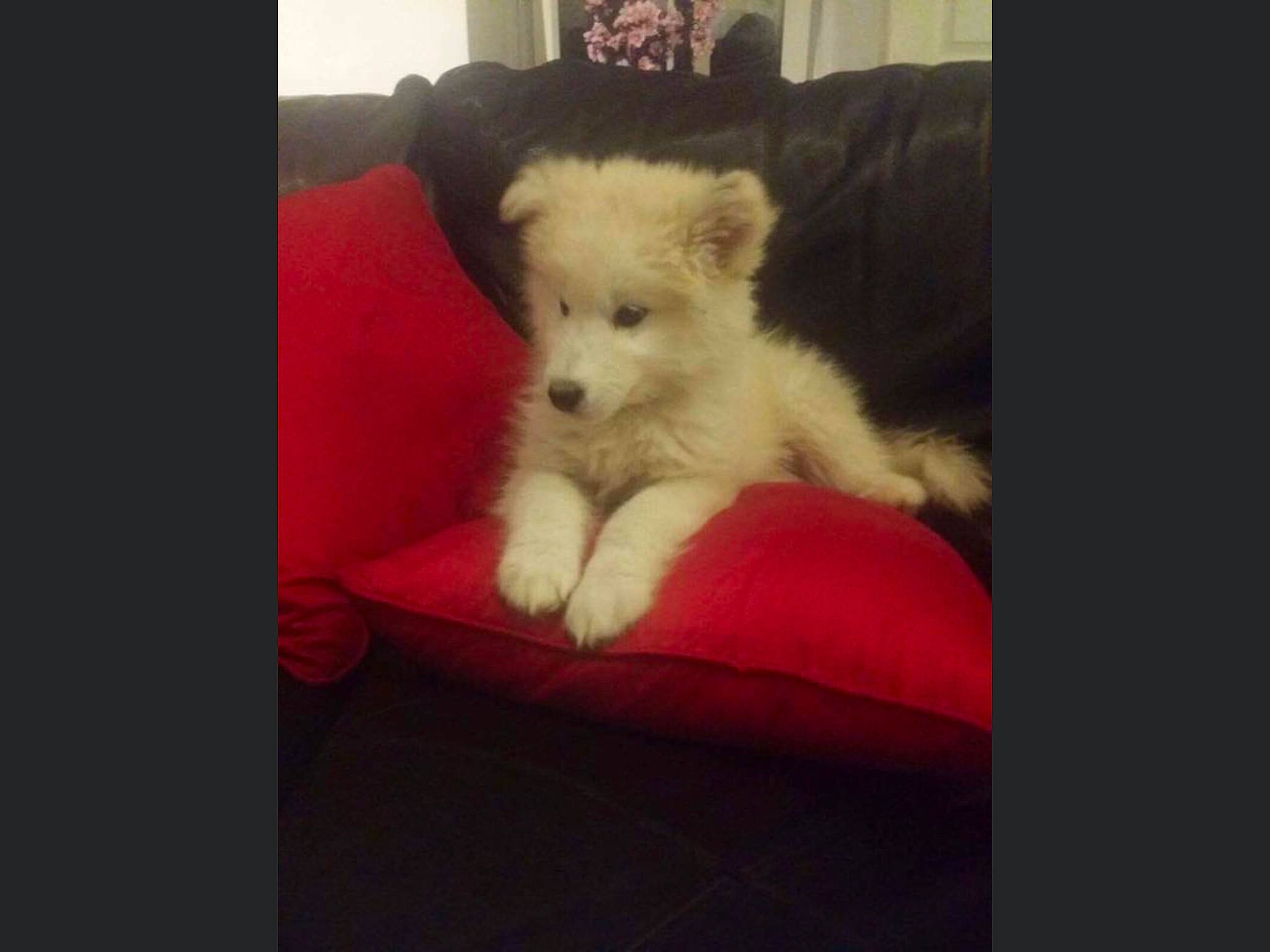 Keisha is registered to the contest to win money with this photo: berger_blanc_suisse, canidae, carnivore, companion_dog, dog, dog_breed, maltese, mammal, non_sporting_group, pomeranian, puppy, samoyed, vertebrate, west_highland_white_terrier