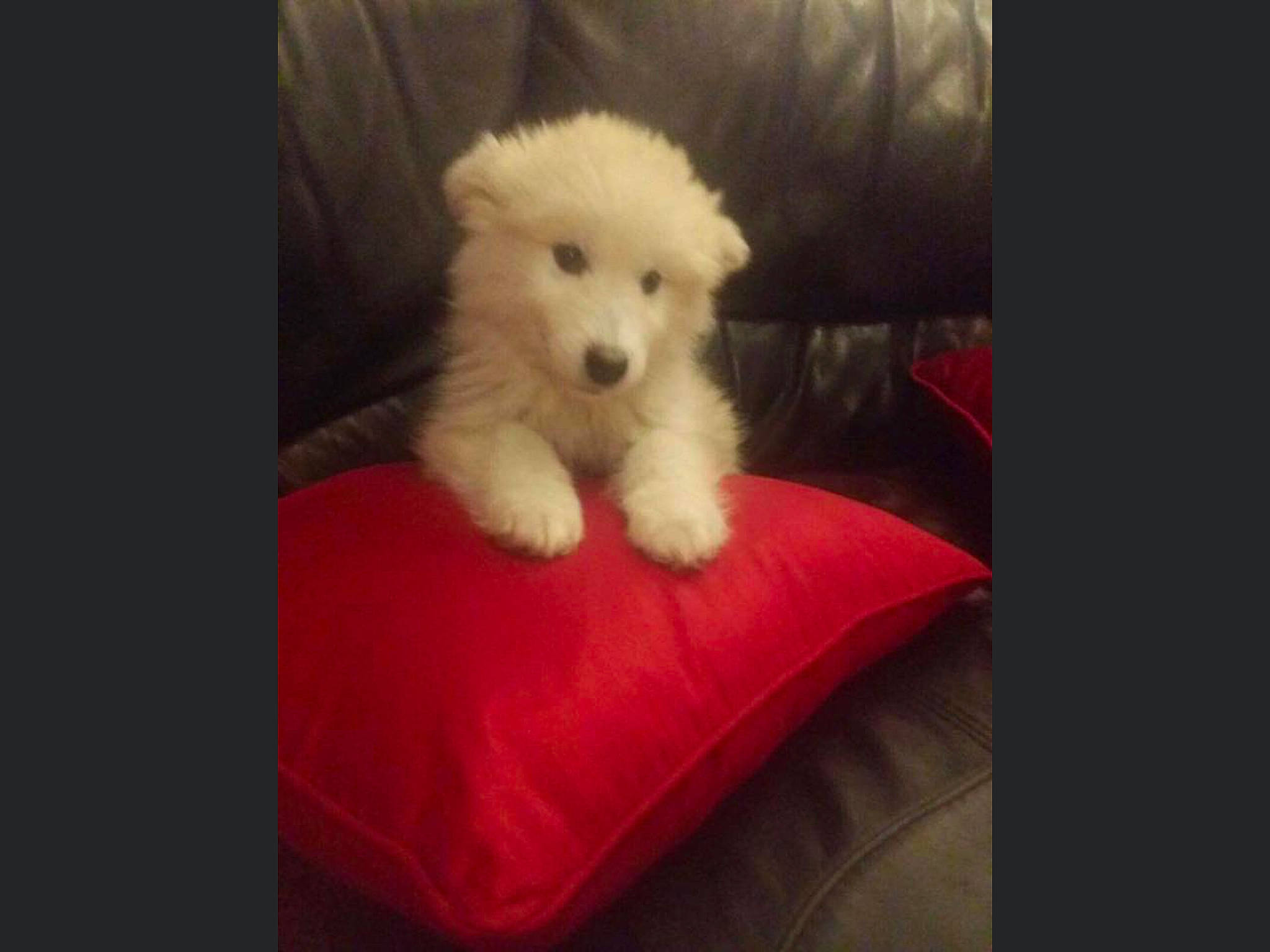 Keisha joined the competition — help win amazing prizes! bichon, bolognese, canidae, carnivore, companion_dog, coton_de_tulear, dog, dog_breed, goldendoodle, maltese, mammal, non_sporting_group, poodle, puppy, samoyed, schnoodle, sporting_group, toy_dog, toy_poodle, vertebrate