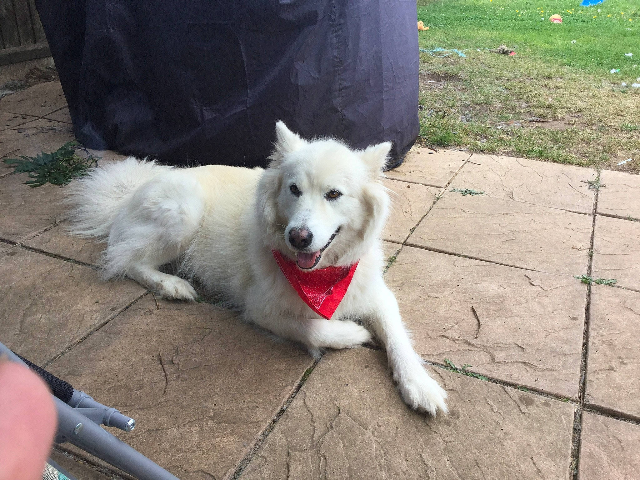 Keisha joined the competition — help win amazing prizes! american_eskimo_dog, berger_blanc_suisse, canidae, carnivore, companion_dog, dog, dog_breed, german_spitz, german_spitz_mittel, indian_spitz, japanese_spitz, kintamani, mammal, pomeranian, pungsan_dog, rare_breed_dog, samoyed, spitz, vertebrate, volpino_italiano