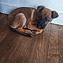 animal, black_muzzle, brown_fur, curled_up, cute, dog, domestic_animal, ears, flooring, fur, indoors, looking_up, pet, puppy, resting, small, tail, wall, wooden_floor, young_dog