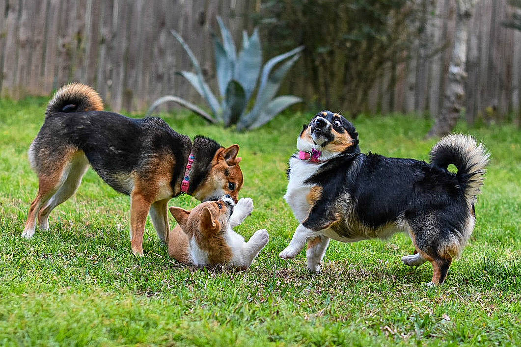 Nami joined the competition — help win amazing prizes! canidae, carnivore, companion_dog, dog, dog_breed, finnish_lapphund, icelandic_sheepdog, lapponian_herder, mammal, rare_breed_dog, shiba_inu, sporting_group, vertebrate, working_dog