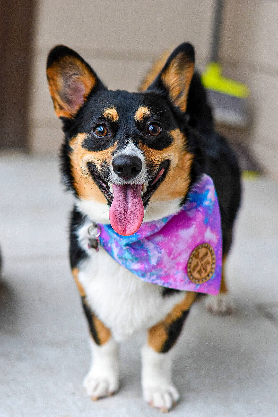 Nami joined the competition — help win amazing prizes! australian_kelpie, canidae, cardigan_welsh_corgi, carnivore, collar, dog, dog_breed, dog_collar, herding_dog, leash, mammal, pembroke_welsh_corgi, puppy, rare_breed_dog, snout, vertebrate, welsh_corgi