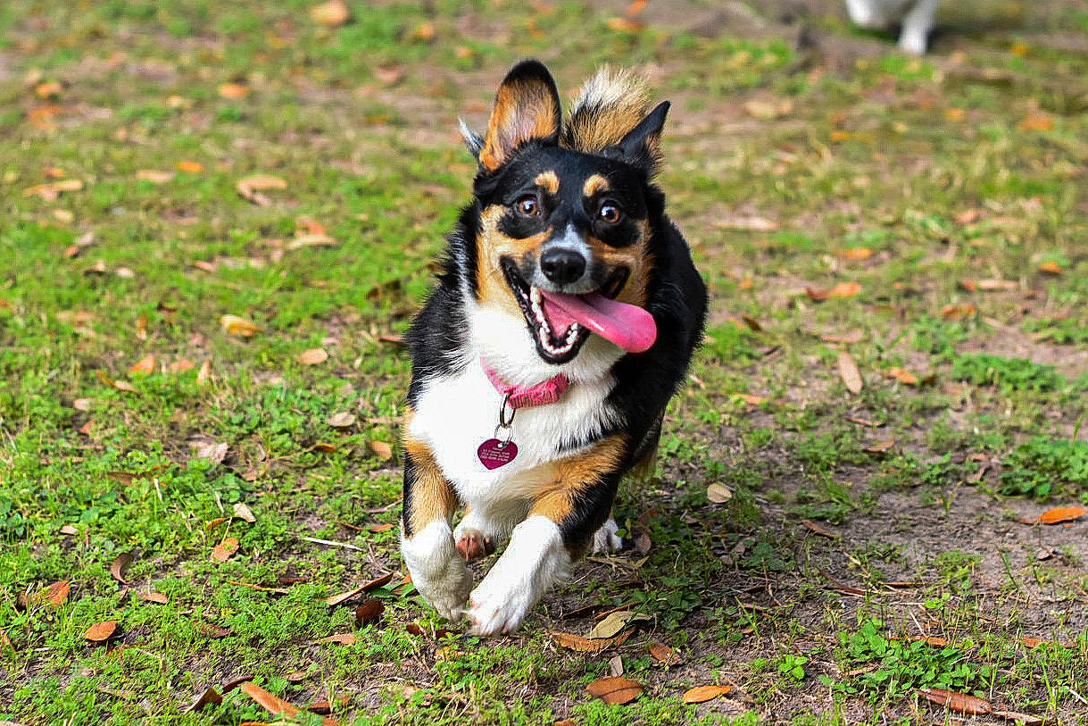 Nami joined the competition — help win amazing prizes! australian_collie, australian_kelpie, australian_shepherd, canidae, cardigan_welsh_corgi, carnivore, companion_dog, corgi_chihuahua, dog, dog_breed, grass, herding_dog, mammal, pembroke_welsh_corgi, plant, puppy, snout, sporting_group, vertebrate, welsh_corgi
