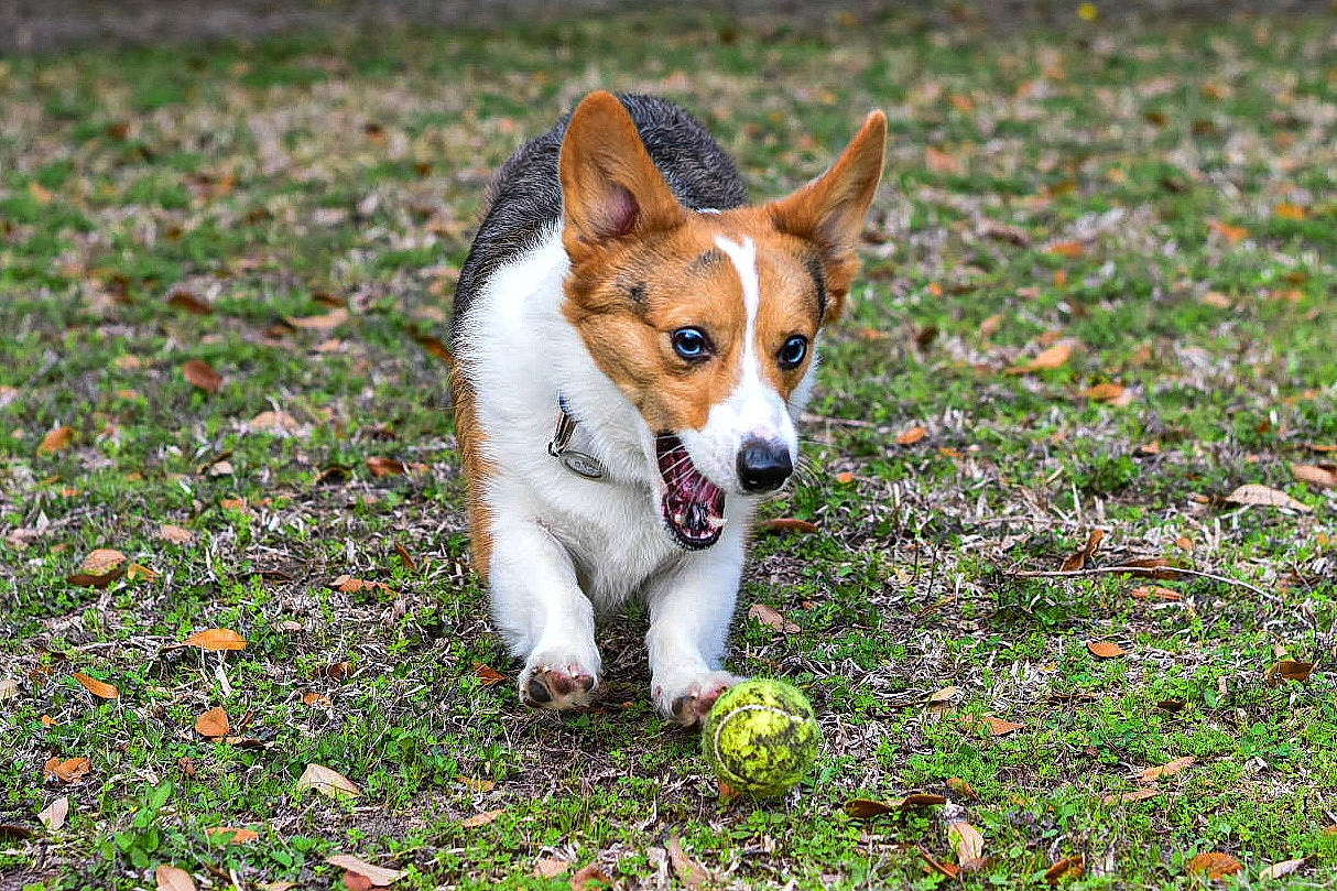 Aiden joined the competition — help win amazing prizes! canidae, cardigan_welsh_corgi, carnivore, companion_dog, corgi_chihuahua, dog, dog_breed, grass, mammal, norwegian_lundehund, rare_breed_dog, snout, sporting_group, teddy_roosevelt_terrier, vertebrate, welsh_sheepdog