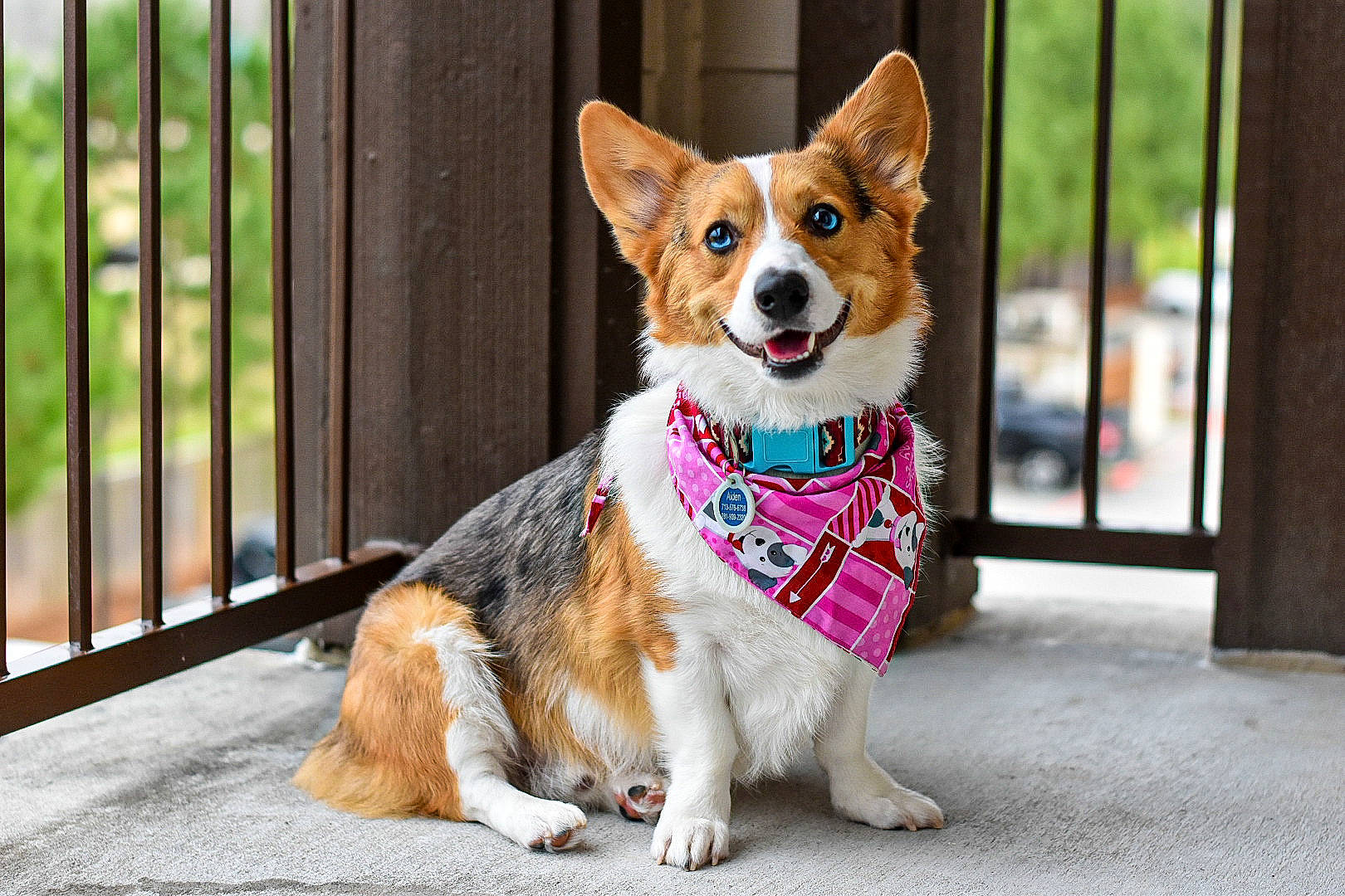 Aiden joined the competition — help win amazing prizes! bow_tie, canidae, cardigan_welsh_corgi, carnivore, collar, companion_dog, dog, dog_breed, dog_clothes, dog_collar, fashion_accessory, leash, mammal, pembroke_welsh_corgi, pink, puppy, snout, vertebrate, welsh_corgi