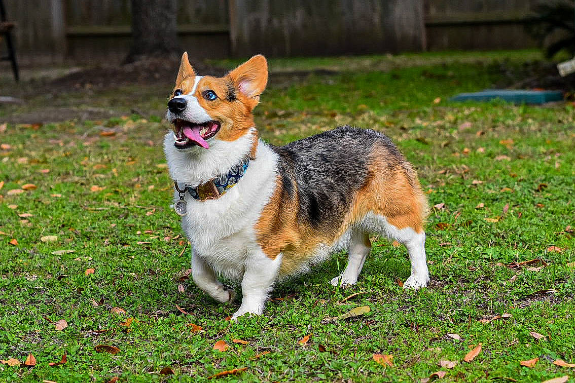 Aiden is registered to the contest to win money with this photo: canidae, cardigan_welsh_corgi, carnivore, companion_dog, corgi_chihuahua, dog, dog_breed, fawn, grass, herding_dog, mammal, norwegian_lundehund, pembroke_welsh_corgi, snout, swedish_vallhund, tail, vertebrate, welsh_corgi