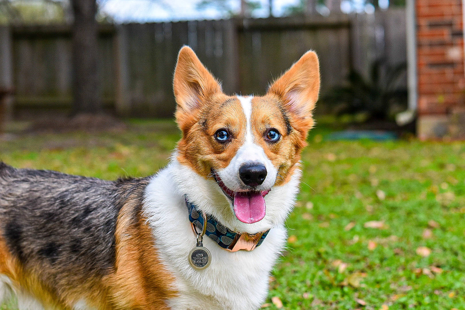 Aiden is registered to the contest to win money with this photo: australian_collie, canidae, cardigan_welsh_corgi, carnivore, companion_dog, corgi_chihuahua, dog, dog_breed, fawn, herding_dog, mammal, norwegian_lundehund, pembroke_welsh_corgi, rare_breed_dog, snout, vertebrate, welsh_corgi