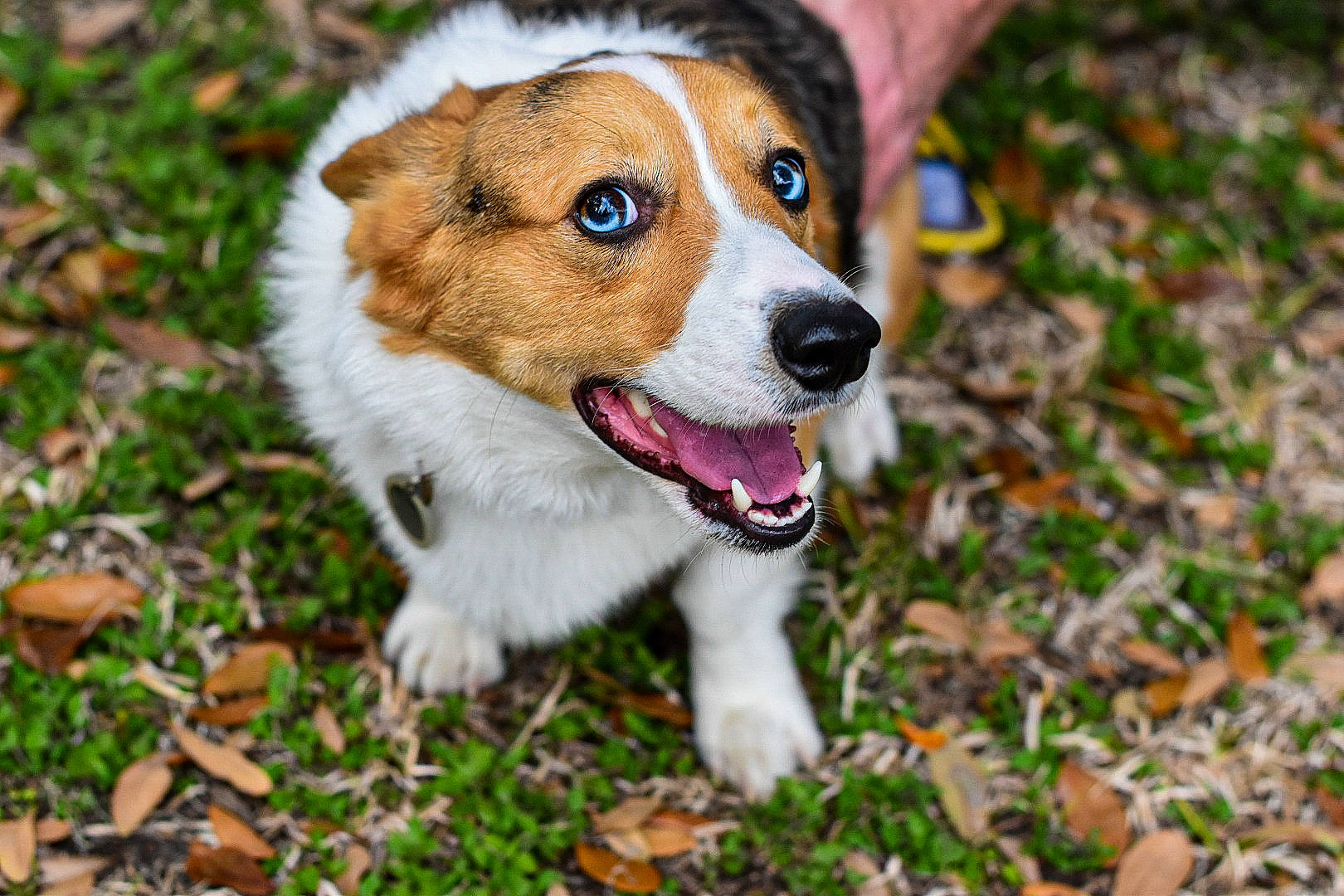 Aiden is registered to the contest to win money with this photo: australian_collie, canidae, cardigan_welsh_corgi, carnivore, companion_dog, dog, dog_breed, fawn, kromfohrlander, mammal, pembroke_welsh_corgi, puppy, rare_breed_dog, snout, sporting_group, vertebrate, welsh_corgi, welsh_sheepdog