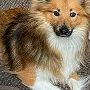 Buddy is registered to the contest to win money with this photo: dog, puppy, fluffy, long_hair, reddish_brown, white_chest, pointed_ears, black_nose, dark_eyes, sitting, crossed_paws, couch, sofa, indoors, pet, companion_animal, portrait, close_up, relaxed, fur