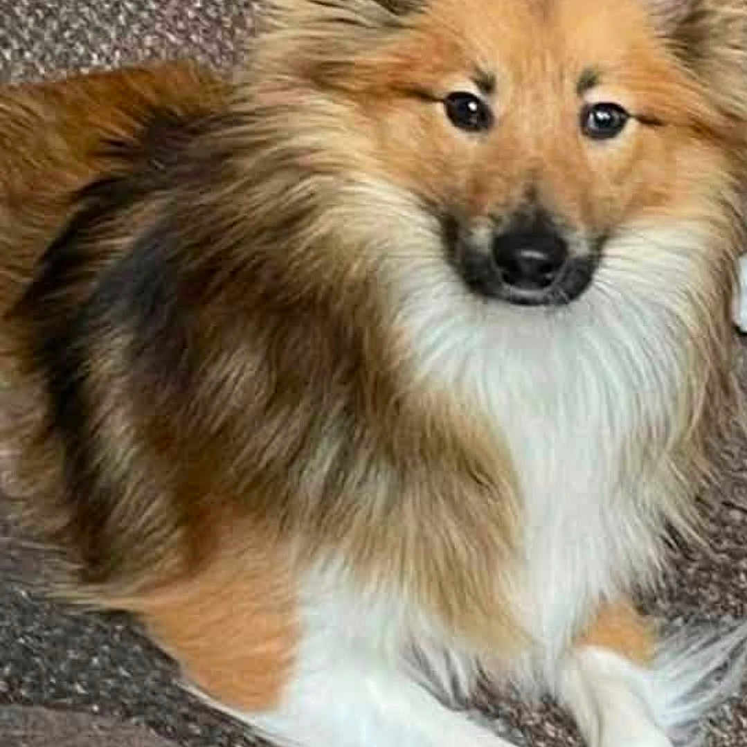 Buddy