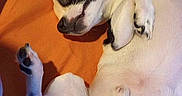 Joker is registered to the contest to win money with this photo: animal, batman_logo, bed, black_and_white, canine, comfort, cute, dog, domestic_animal, fur, indoor, lying_down, mammal, orange_bed, paw, pet, playful, relaxed, resting, sleepy