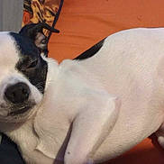 Joker is registered to the contest to win money with this photo: dog, small_dog, black_and_white, lying_down, sleepy, cozy, orange_background, indoor, pet, canine, resting, close_up, fur, animal, companion, relaxing, cute, domestic, portrait, snuggled