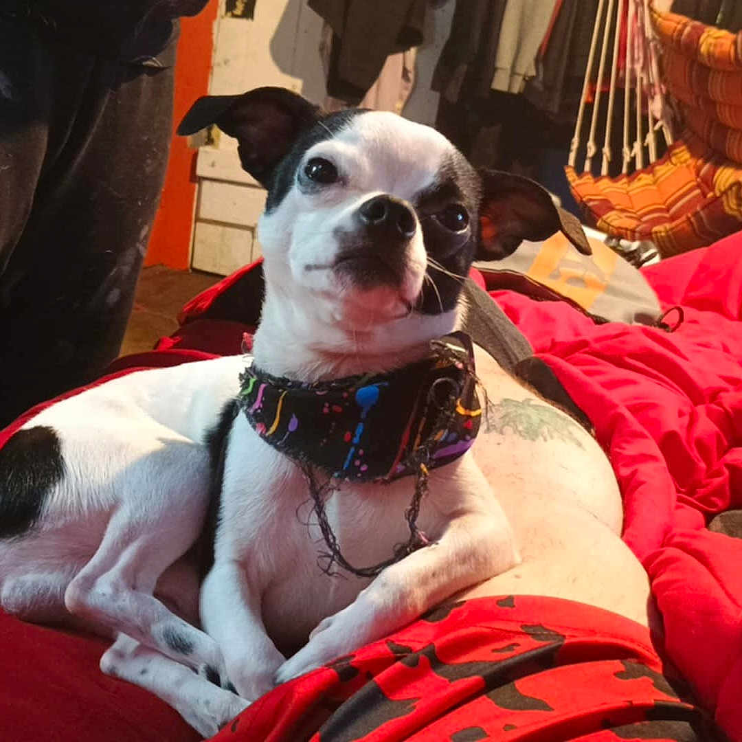 Joker is registered to the contest to win money with this photo: dog, small_dog, black_and_white, indoor, blanket, red_blanket, hammock, relaxed, pet, canine, fur, ears, curious, lying_down, domestic, cozy, home, tattoo, human_leg, casual