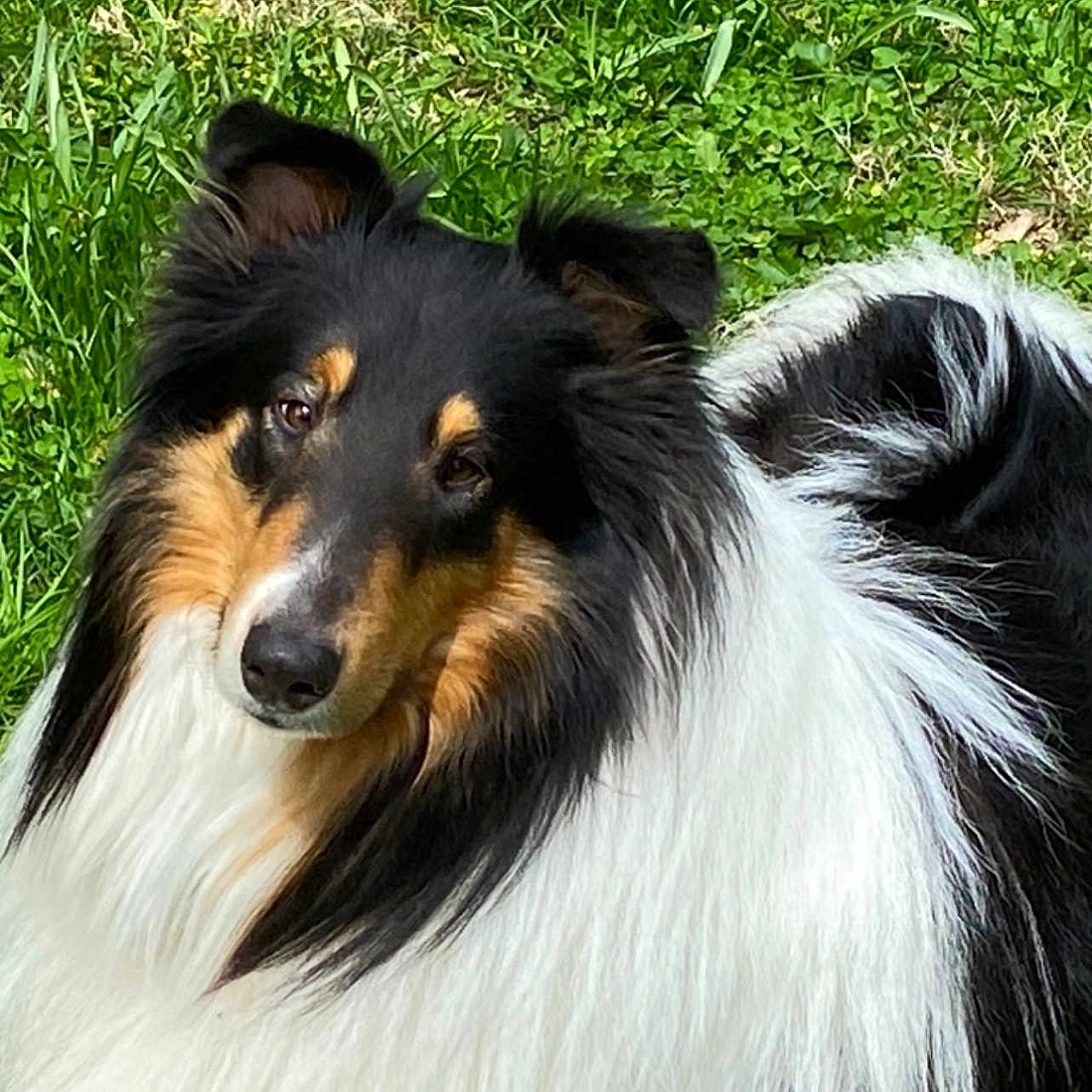 Patch