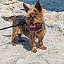 dog, small_dog, leash, rocky_terrain, beach, water, sunny_day, outdoor, happy, panting, animal, pet, fur, ears, tongue, summer, walking, coastline, people, background