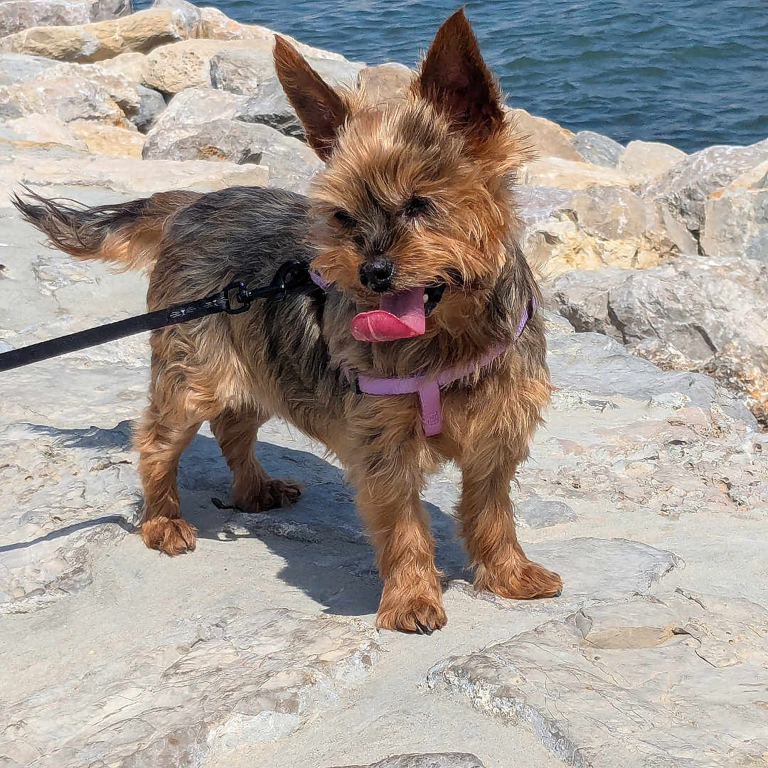 Indie a rejoint le concours — aidez-le/la à gagner de superbes lots ! animal, background, beach, coastline, dog, ears, fur, happy, leash, outdoor, panting, people, pet, rocky_terrain, small_dog, summer, sunny_day, tongue, walking, water