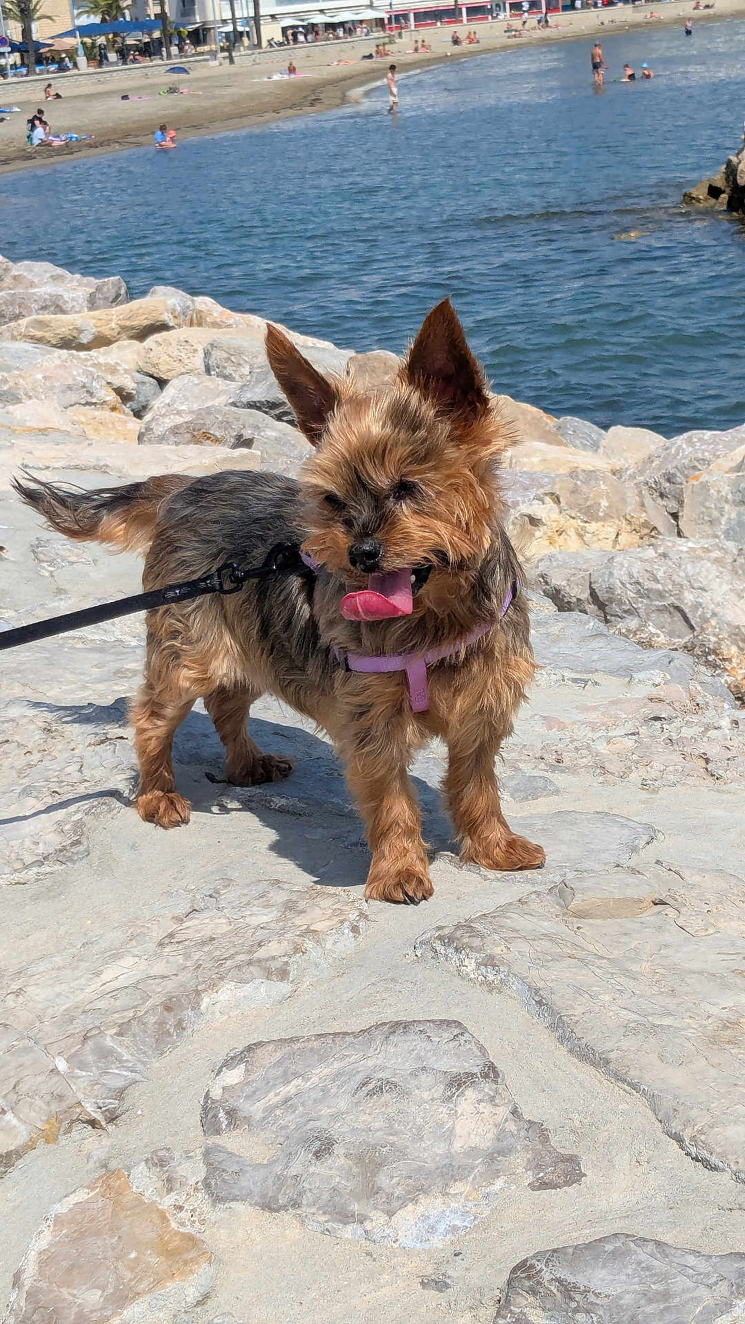 Indie a rejoint le concours — aidez-le/la à gagner de superbes lots ! dog, small_dog, leash, rocky_terrain, beach, water, sunny_day, outdoor, happy, panting, animal, pet, fur, ears, tongue, summer, walking, coastline, people, background