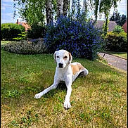 Maya participe au concours pour gagner de l'argent avec cette photo : dog, grass, outdoor, nature, tree, flower_bush, birch_tree, sunlight, pet, animal, garden, greenery, suburb, house, pathway, relaxing, canine, summer, daytime, leisure